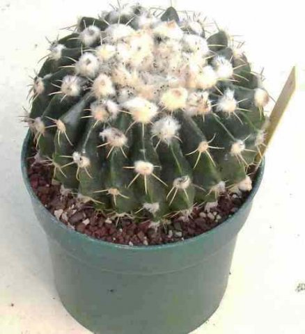 Notocactus_tephracanthus